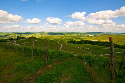 Descente de vignes_4731295316_l.jpg